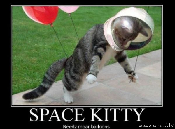 Space kitty