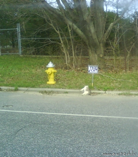 Free cat