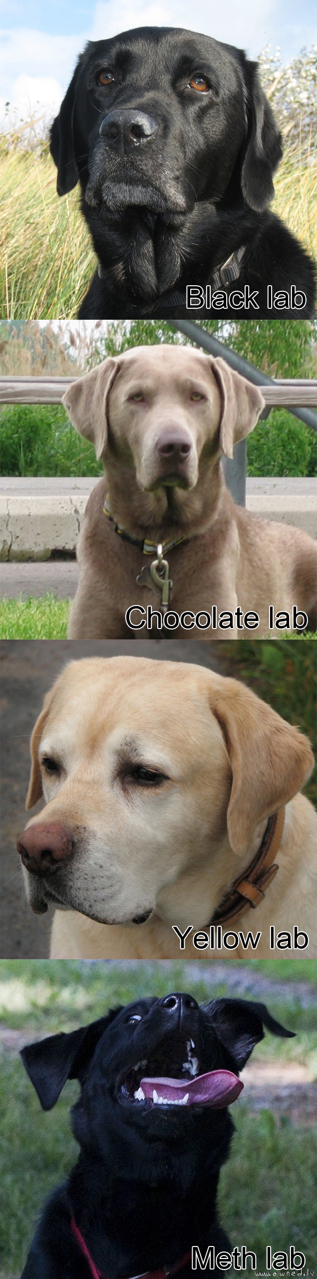 Lab