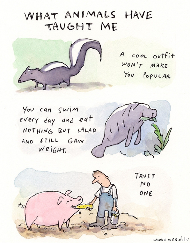 What animals have taught me