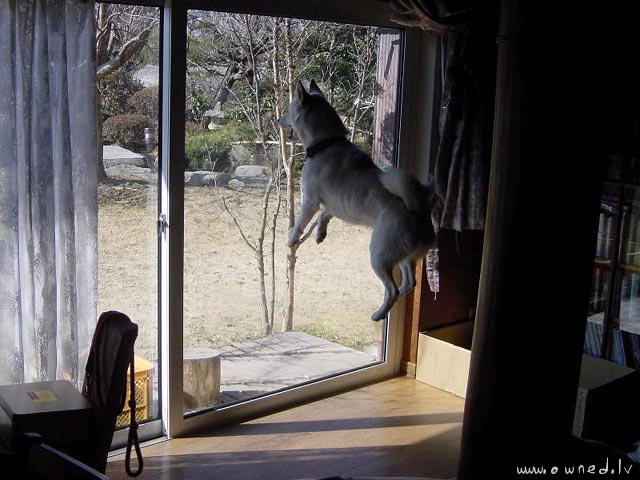 Flying dog