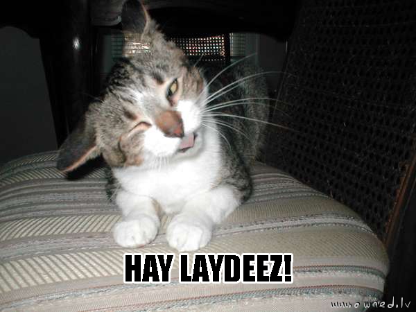 Hay laydeez !