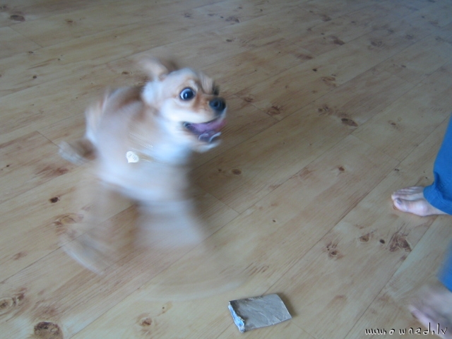 Superfast dog