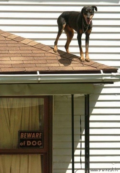 Beware of dog