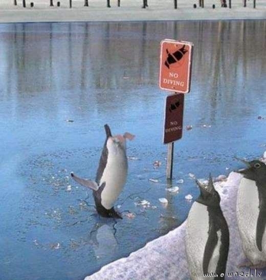 No diving