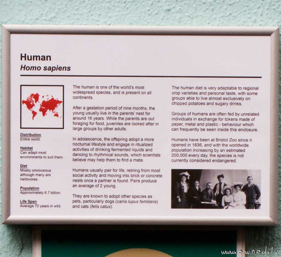 Homo sapiens