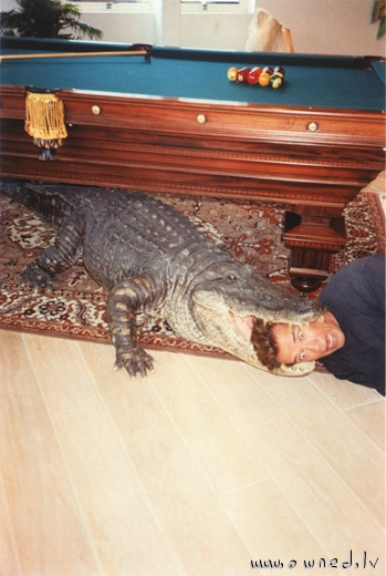 Crocodile under the table