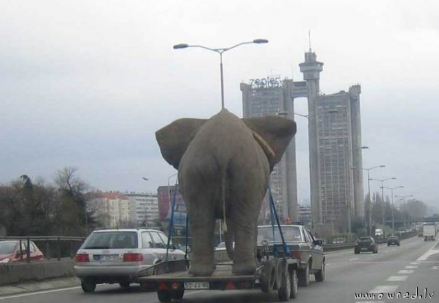 How to transport an elephant