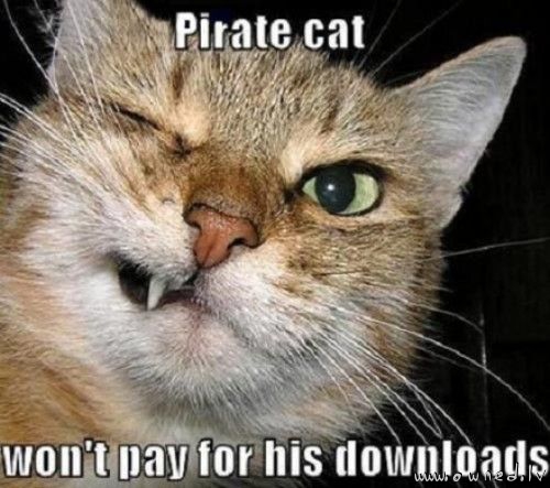 Pirate cat