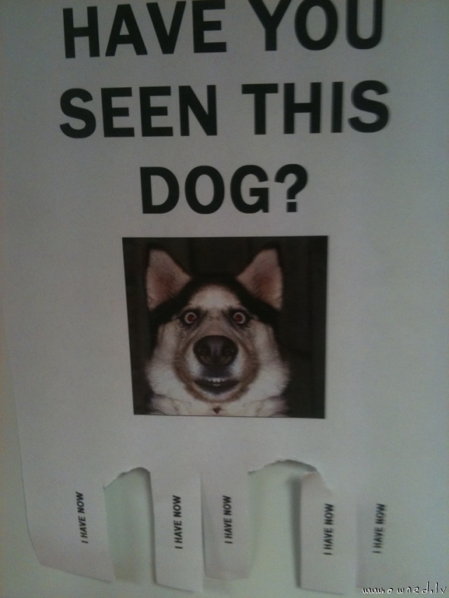 Have you seen this dog ?