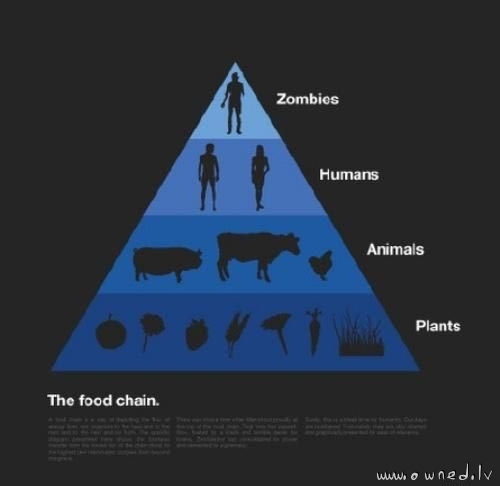The food chain