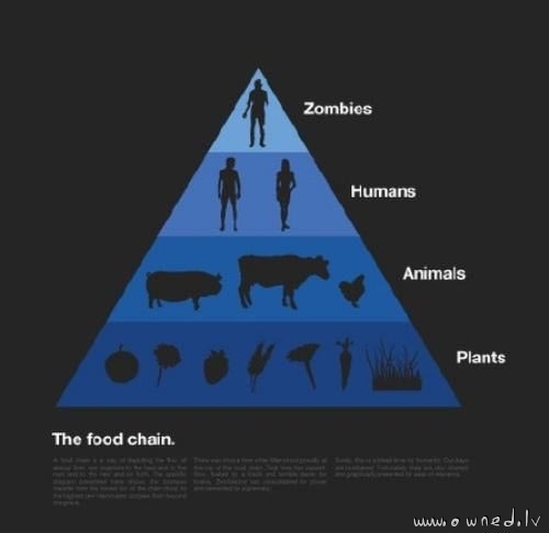 food chain examples. Animal Food Chain Examples