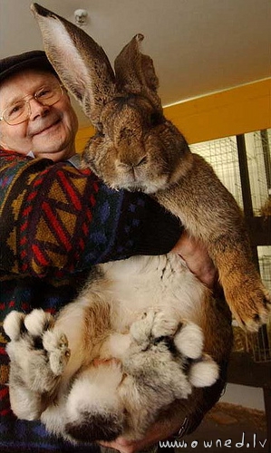 Giant rabbit