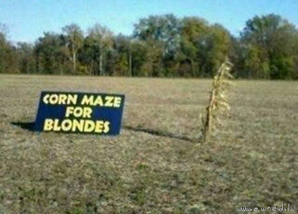 Corn maze for blondes