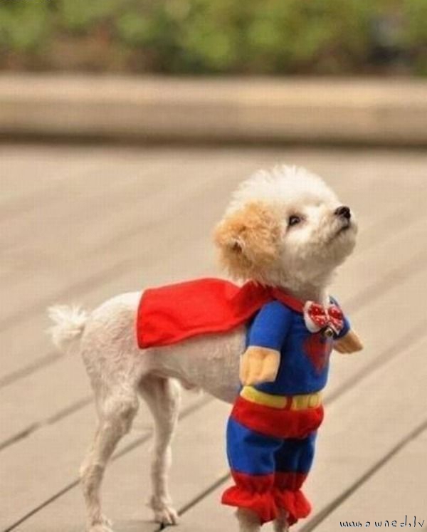 Superdog