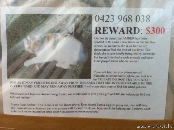 Lost cat