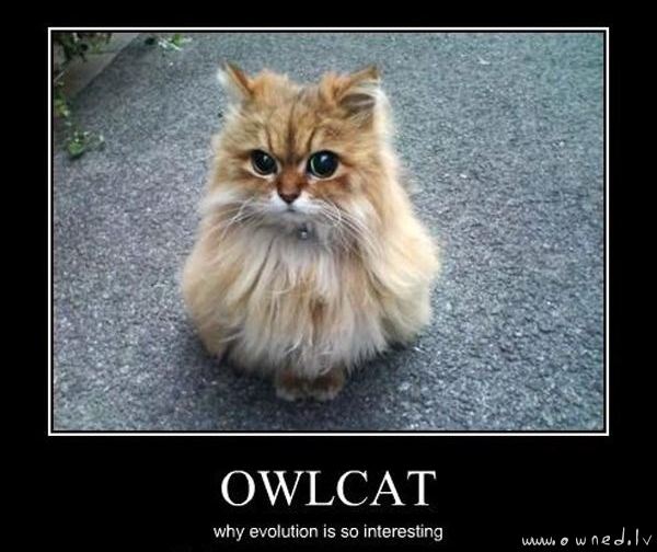 Owlcat