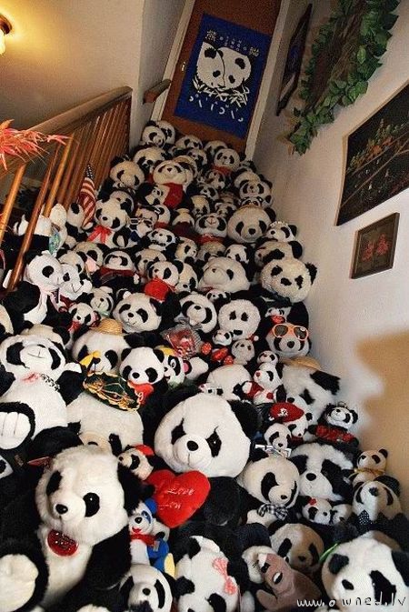 Panda collection