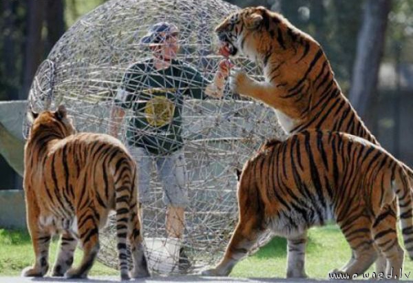 Playing with tigers