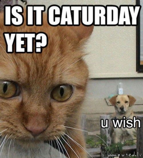 Is it caturday ?