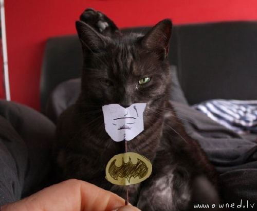 Batcat