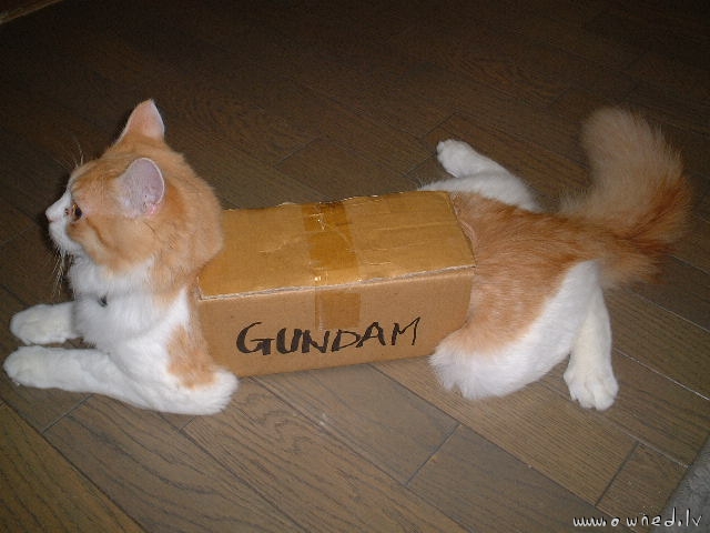 Gundam cat