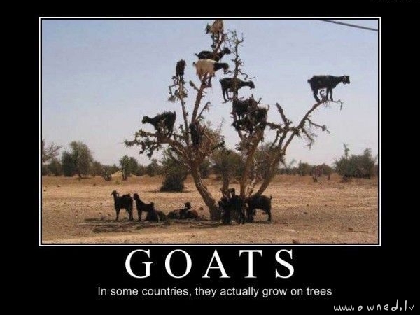 Goats