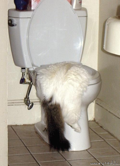 Thirsty cat