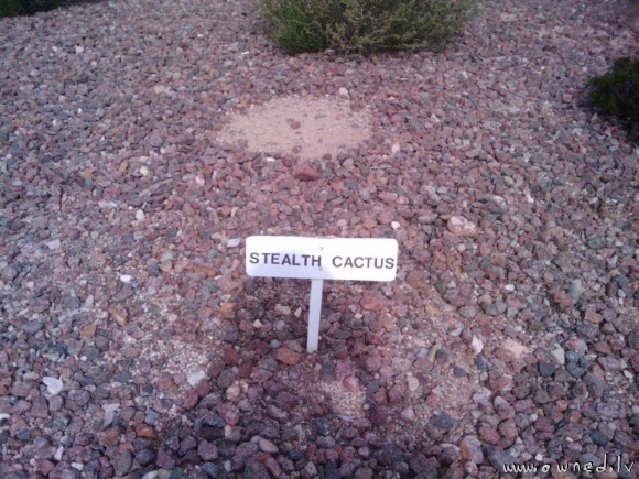 Stealth cactus