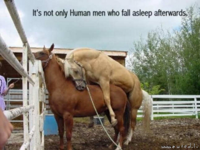 Its not only human men who fall asleep afterwards