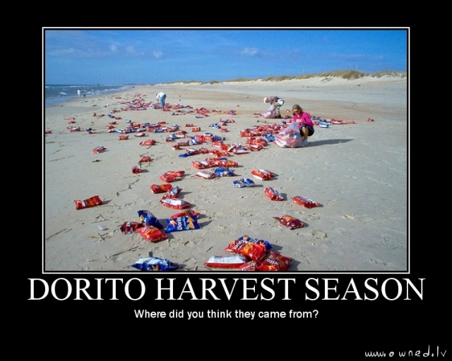 Dorito harvest season