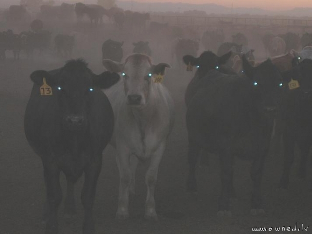 Robot cows