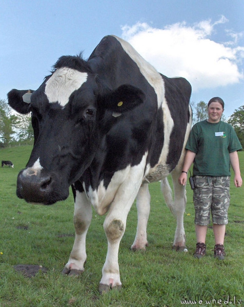 Giant cow