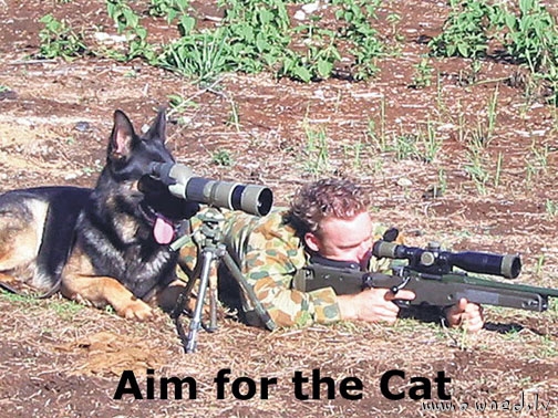 Aim for the cat
