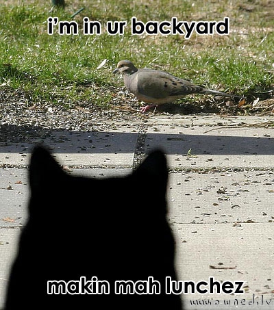 Im in your backyard