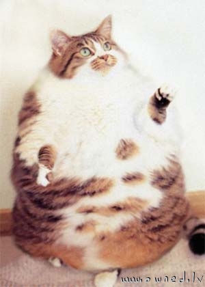 Fat cat