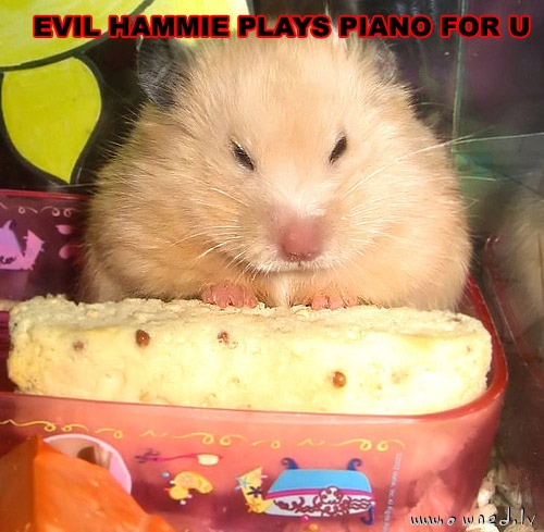 Evil hammie plays piano for u