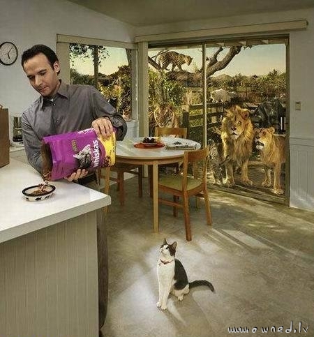 Whiskas advert