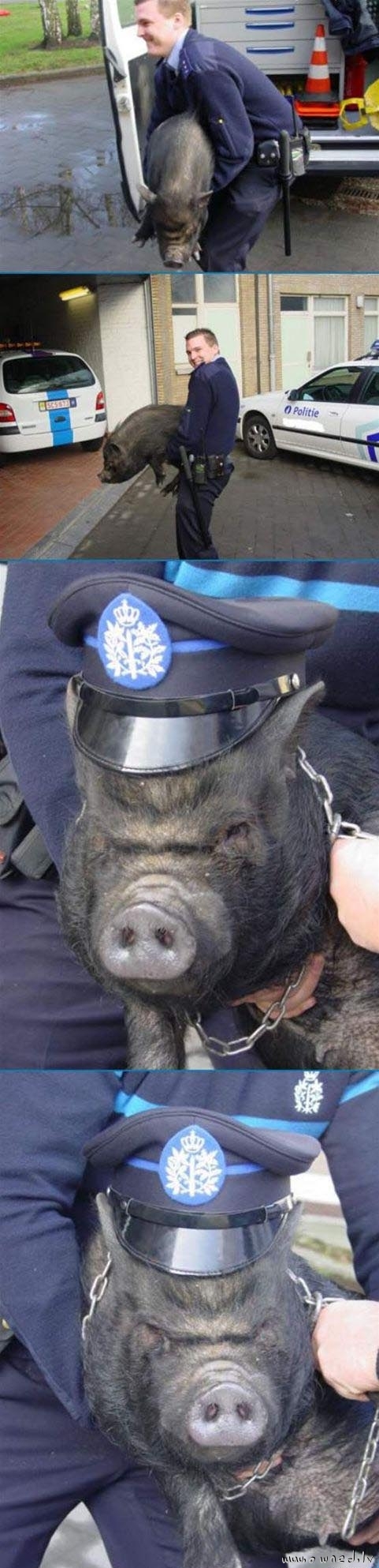 Pig