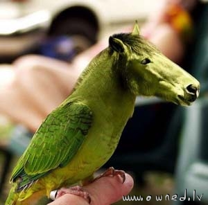 Birdhorse