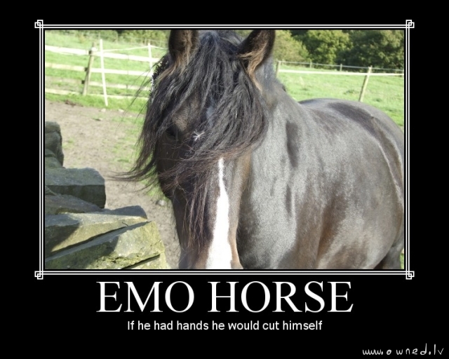 Emo horse