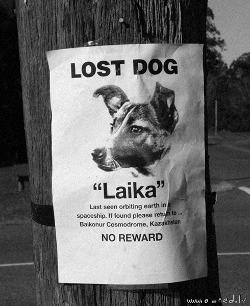 Lost dog