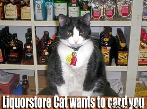 Liquerstore cat