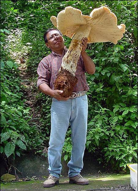 Large mushroom