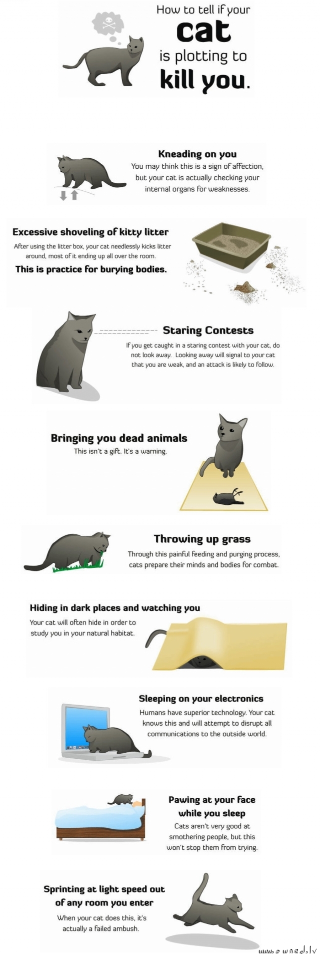 How to tell if your cat plotting to kill you