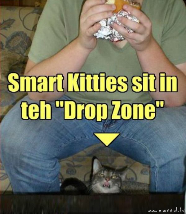 Smart kitties