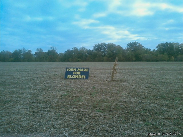 Corn maze for blondes