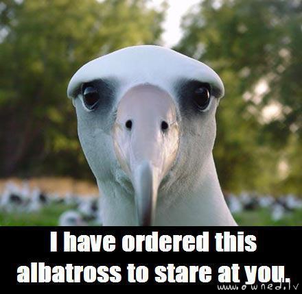 I have ordered this albatross to stare at you