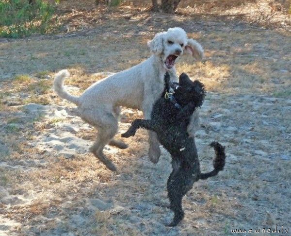 Dog mosh pit