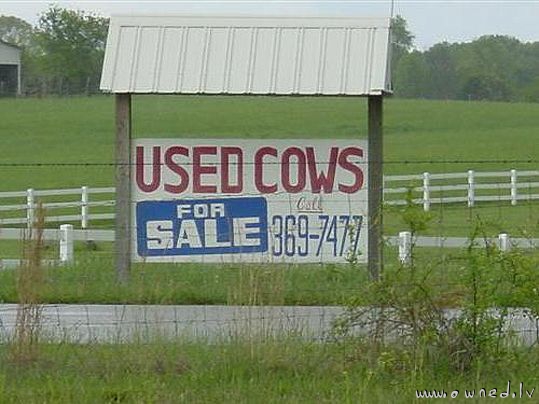 Used cows